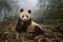 Как готовят панд к жизни в дикой природе