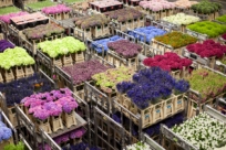 Как работает голландский рынок цветов