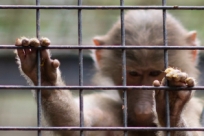 Зоопарк Буэнос-Айреса отпускает животных на свободу
