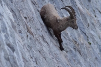 Невероятная способность альпийских козлов