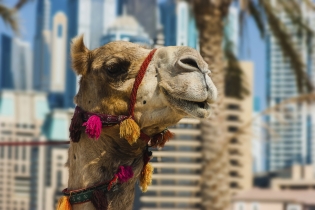 Как выбрать курорт в ОАЭ: 7 главных направлений