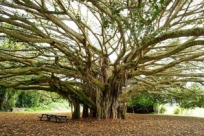 Древо жизни: 10 историй рассказанных деревьями