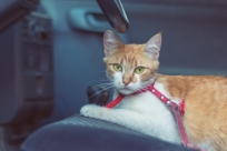 7 вещей для путешествия с кошкой на автомобиле