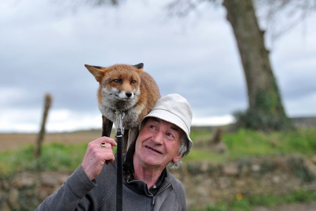 История о том, как дедушка спас лисенка