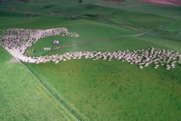 Собаки загоняют овец в Новой Зеландии