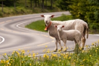 Овцы-экскурсоводы водят туристов по Норвегии