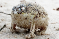 Самая злобная пустынная лягушка, чей рев абсолютно ужасающий