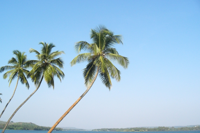 Как выбрать курорт в Индии: Гоа или Керала