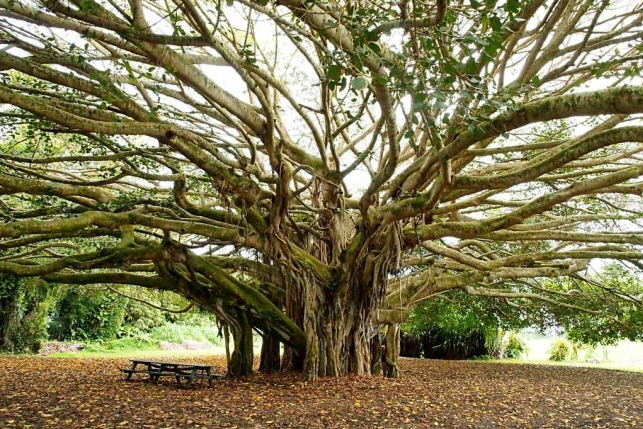 Древо жизни: 10 историй рассказанных деревьями