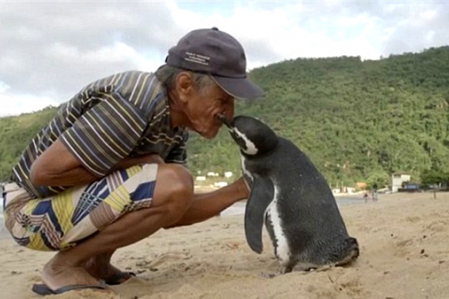 Пингвин проплывает 8000 км каждый год, чтобы увидеть человека, спасшего ему жизнь