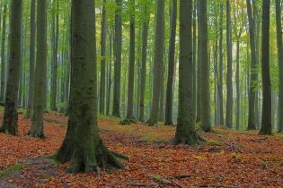 Реликтовые буковые леса Германии
